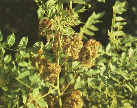 槐屬|槐(國槐):植物種類,栽培技術,繁殖方法,管理養護,病蟲防治,化學成。